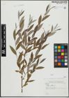 Foto von Salix alba L.